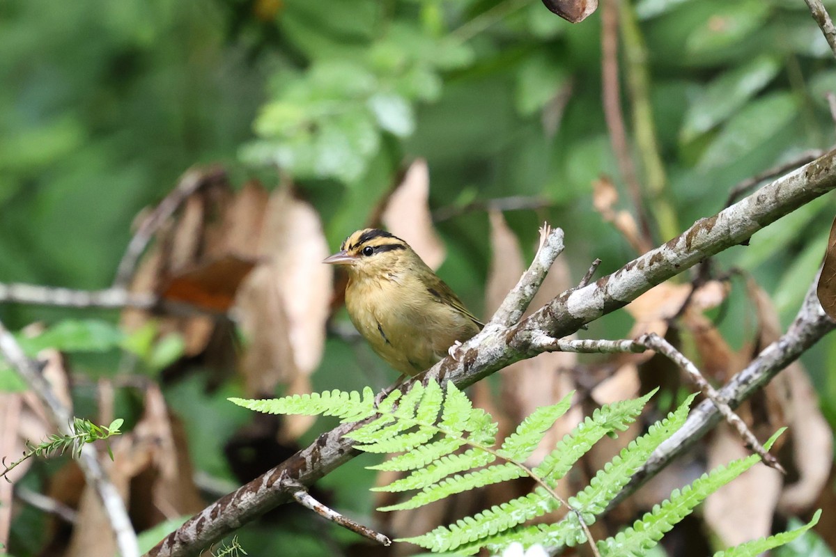 Worm-eating Warbler - ML642554601