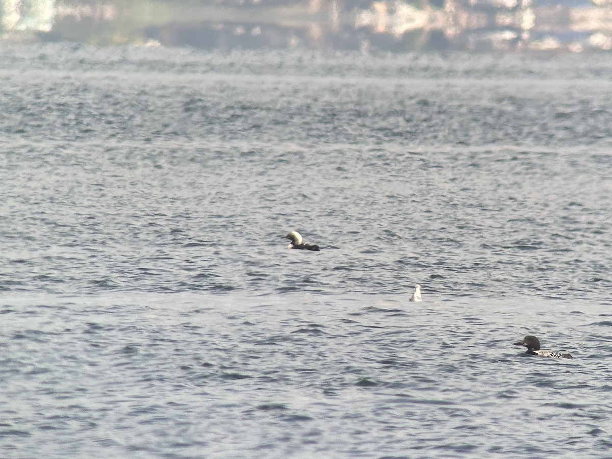 Pacific Loon - ML642554603