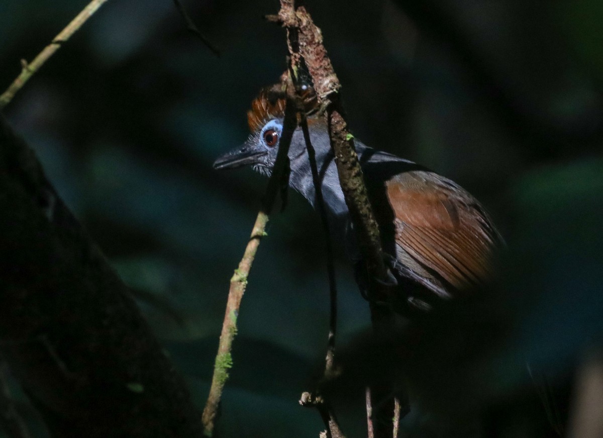 Sooty Antbird - ML642554624