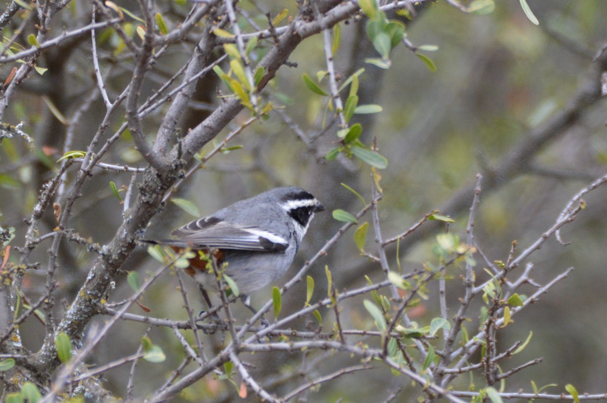 Ringed Warbling Finch - ML642554625
