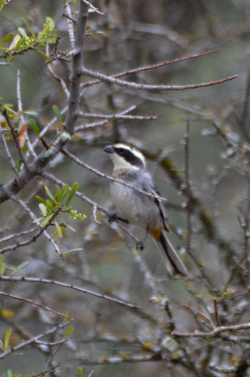 Ringed Warbling Finch - ML642554626
