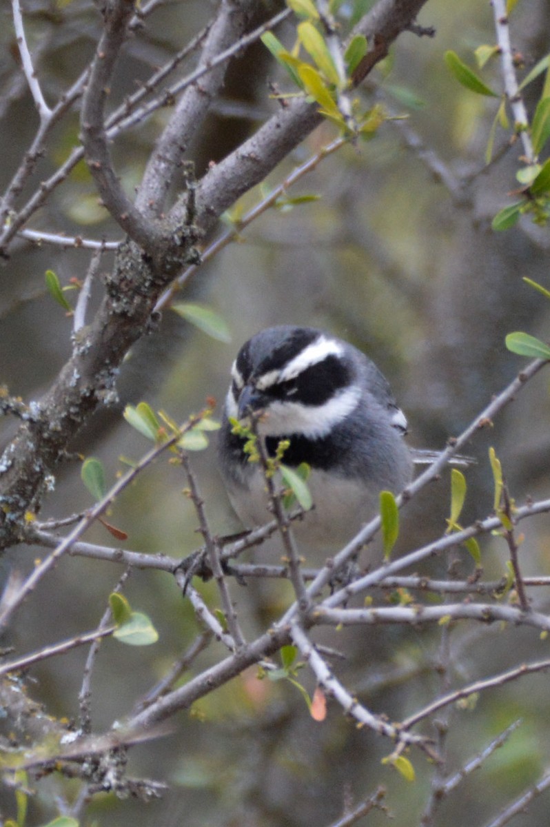 Ringed Warbling Finch - ML642554627