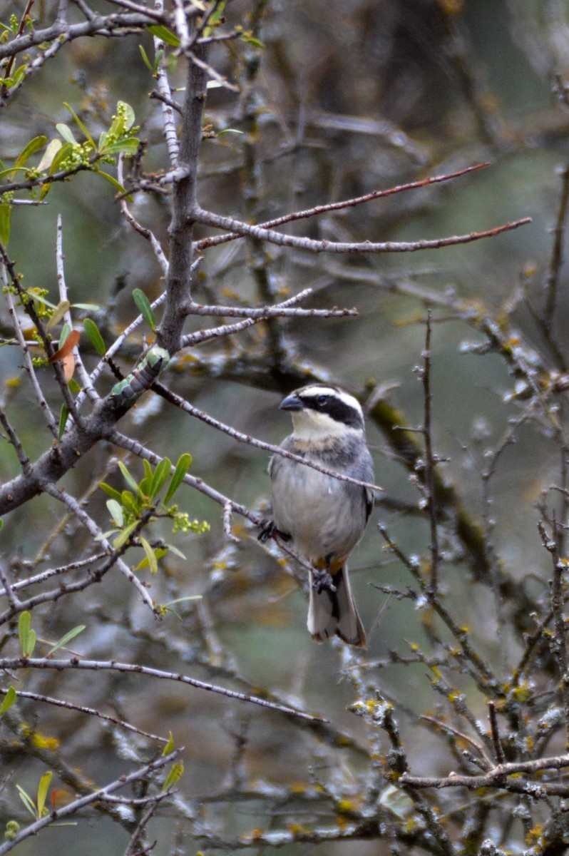 Ringed Warbling Finch - ML642554628