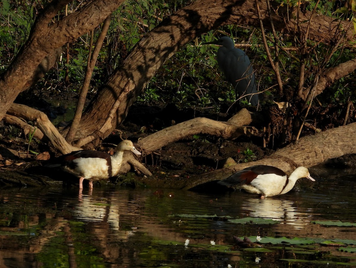 Radjah Shelduck - ML642554669