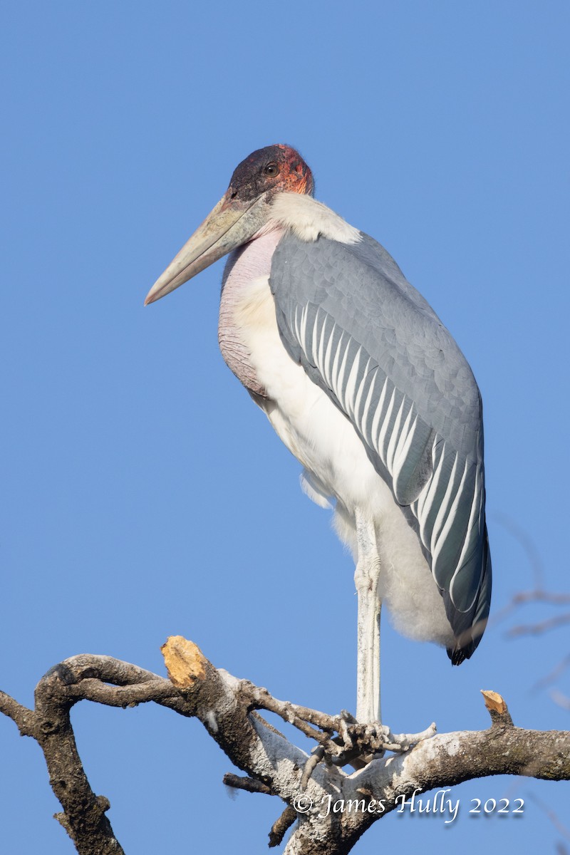 アフリカハゲコウ - ML642554673