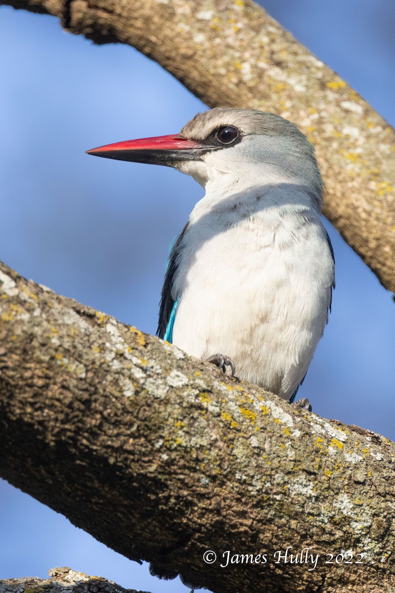 Woodland Kingfisher - ML642554683