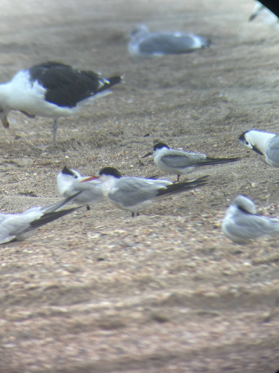 Elegant Tern - ML642554700