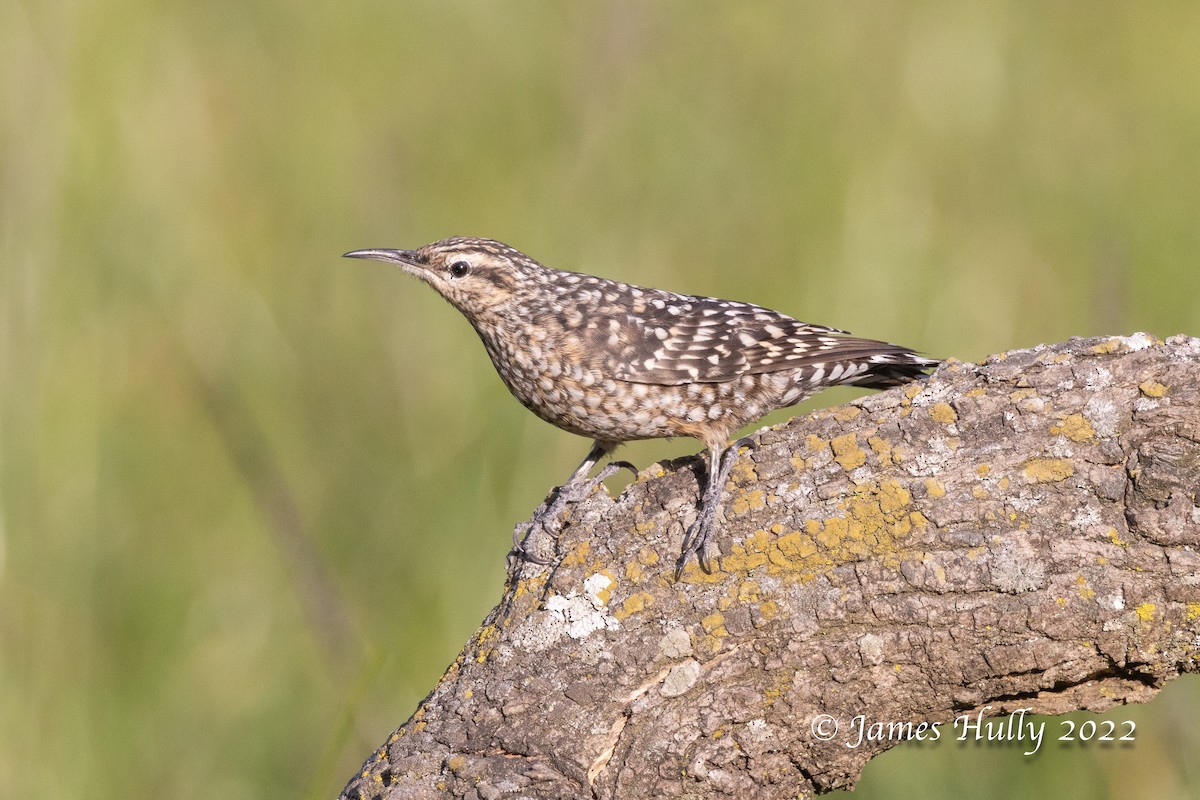 African Spotted Creeper - ML642554701
