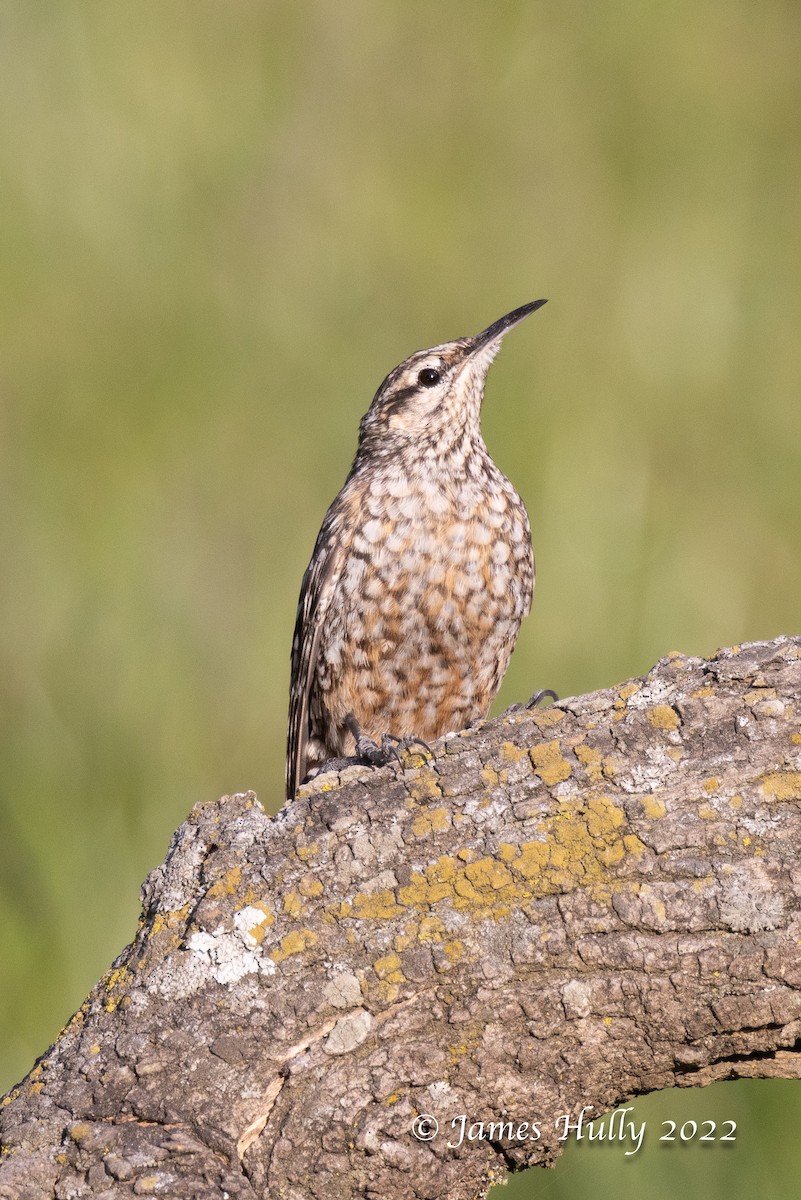 African Spotted Creeper - ML642554705