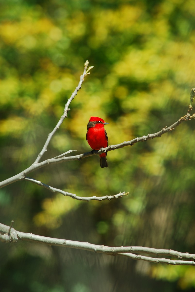 Vermilion Flycatcher - ML642554708
