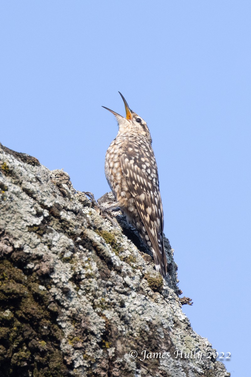 African Spotted Creeper - ML642554716