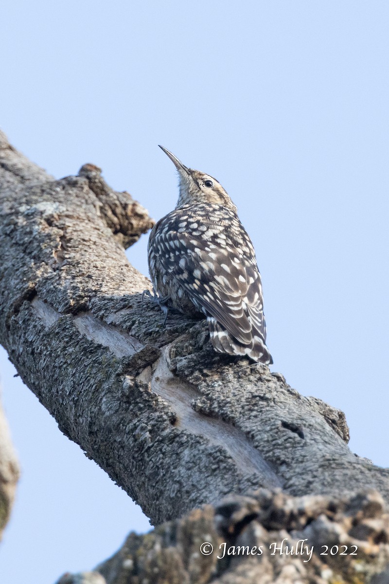 African Spotted Creeper - ML642554717