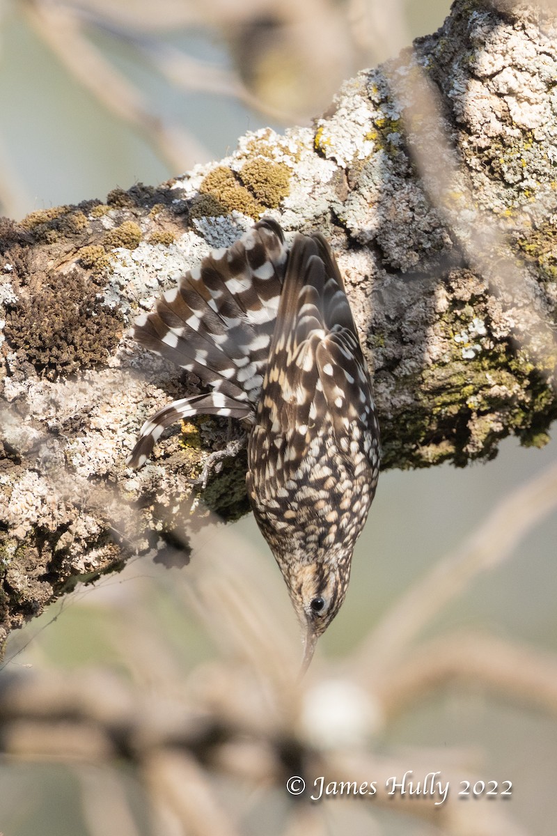 African Spotted Creeper - ML642554718