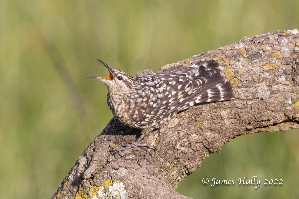 African Spotted Creeper - ML642554724
