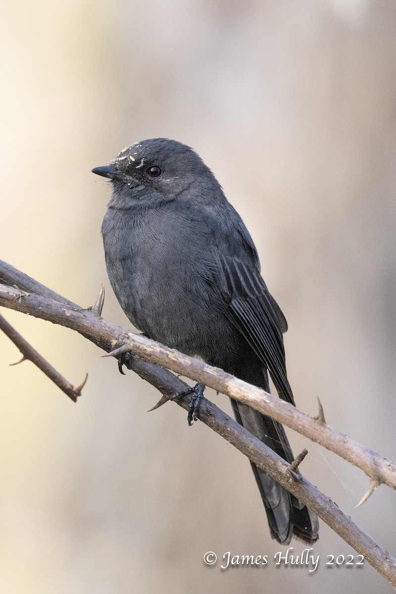 Northern Black-Flycatcher - ML642554735