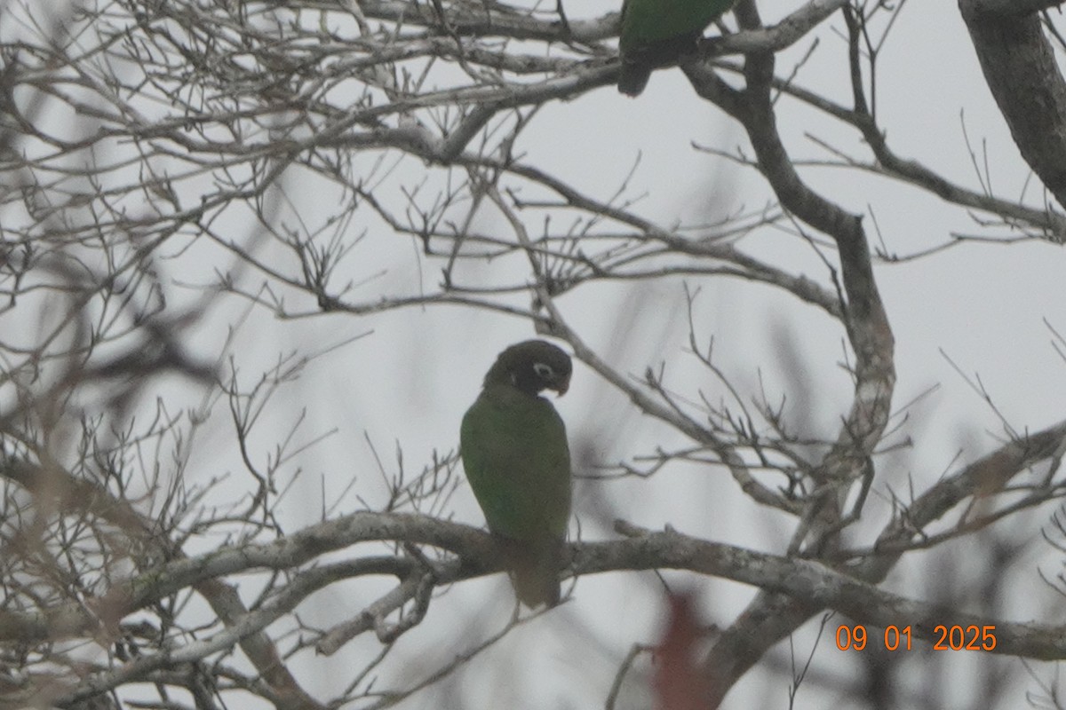 Brown-hooded Parrot - ML642554739
