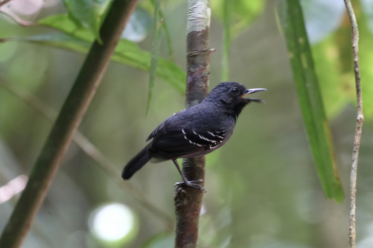 Spot-winged Antbird - ML642554789