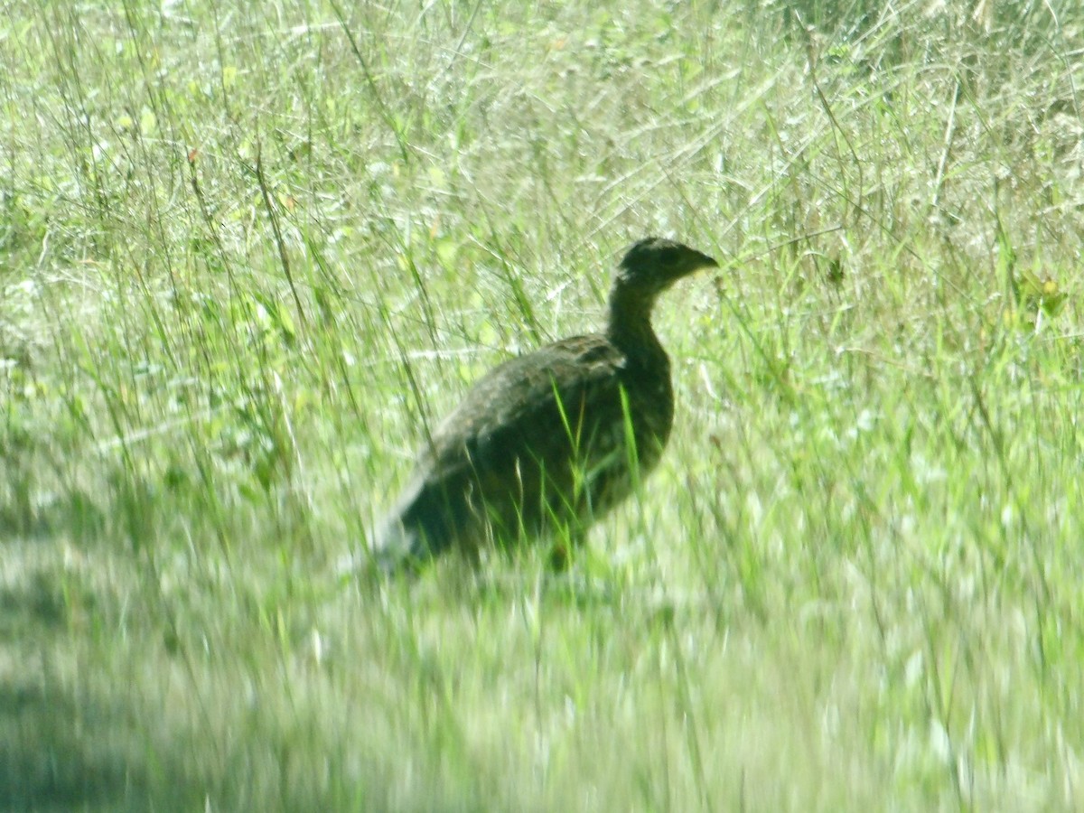 Sooty Grouse - ML642554795