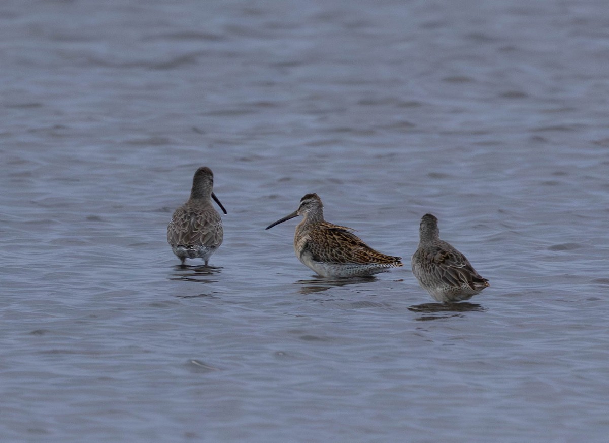 slukovec krátkozobý - ML642554817