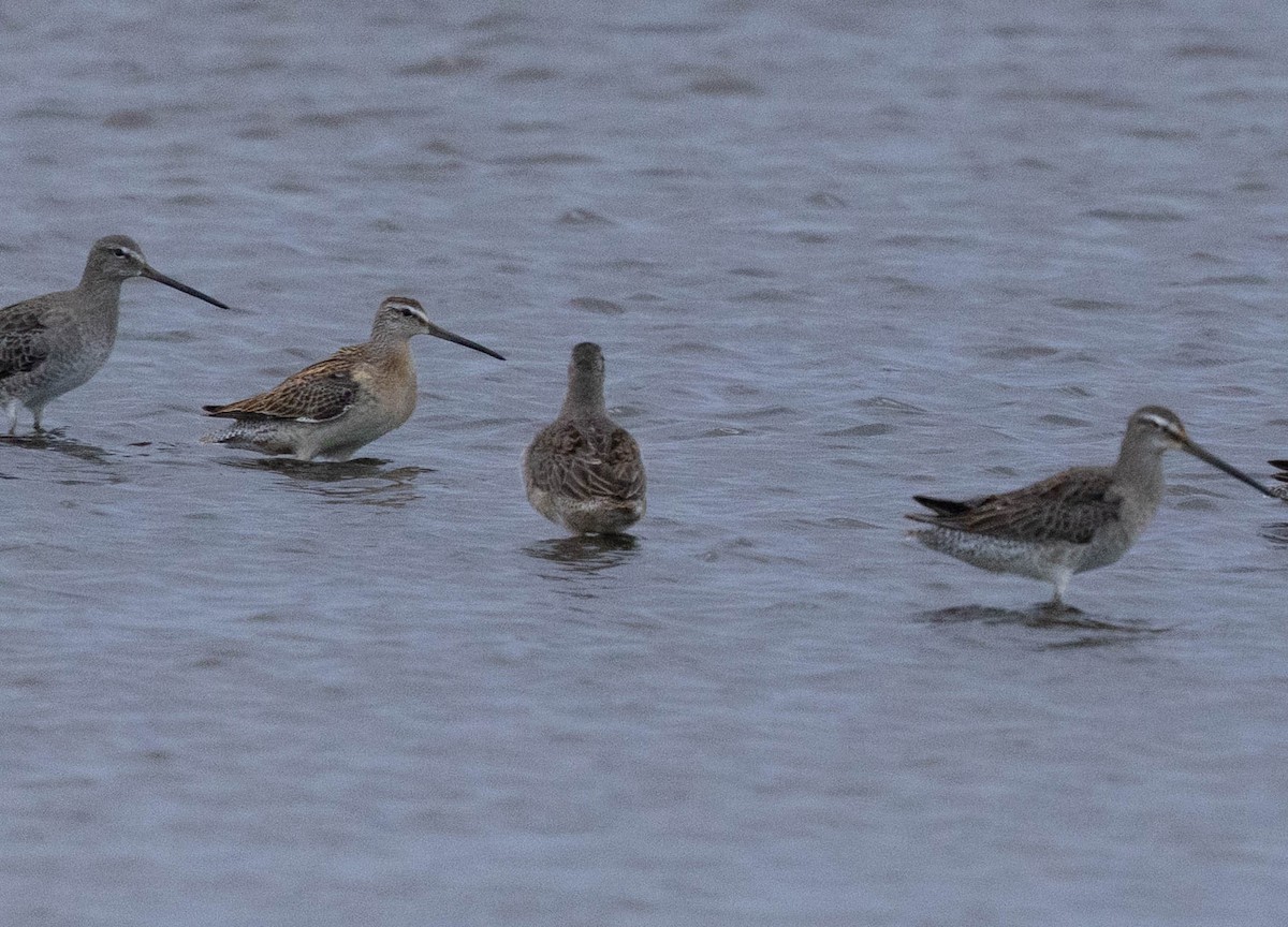 slukovec krátkozobý - ML642554818