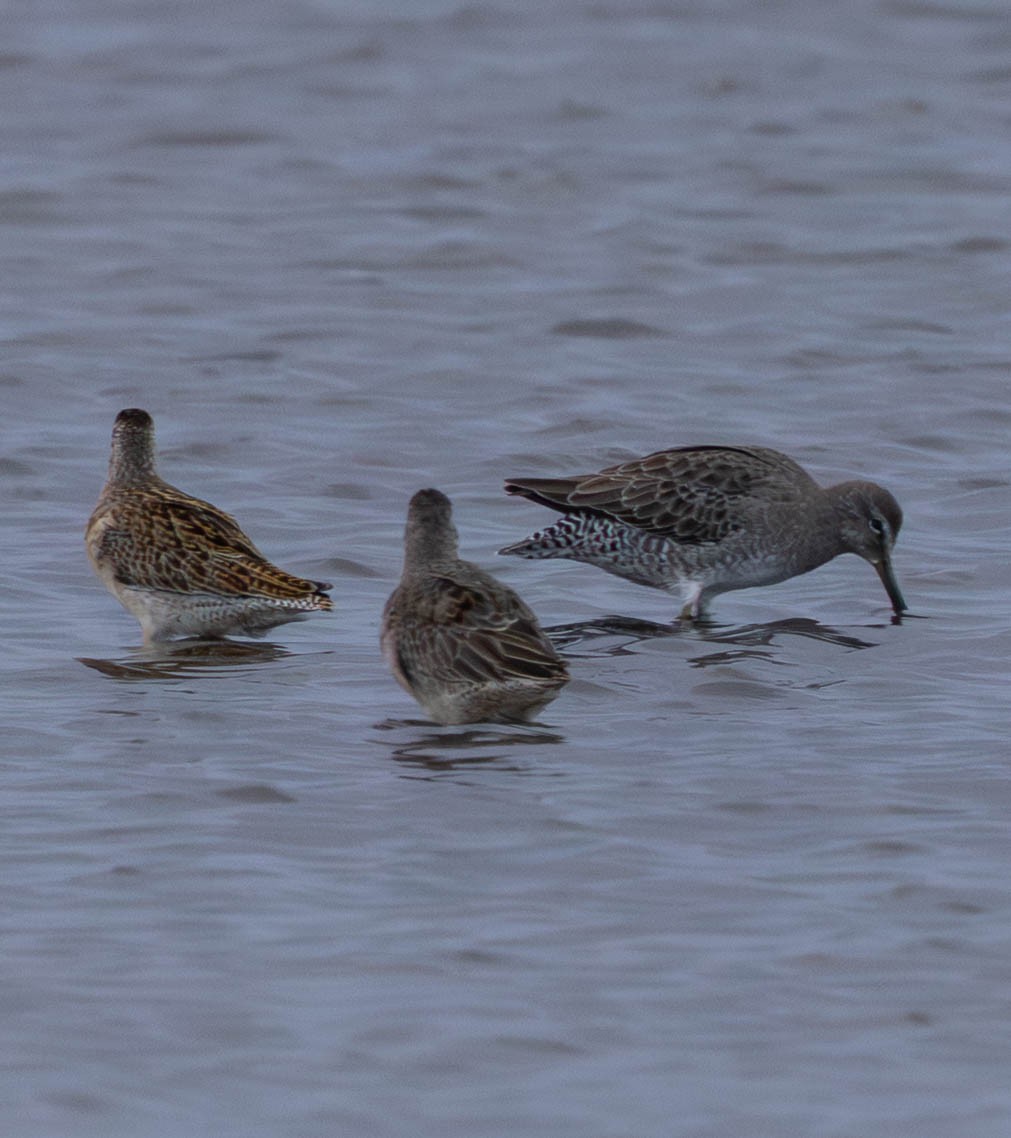 slukovec krátkozobý - ML642554819