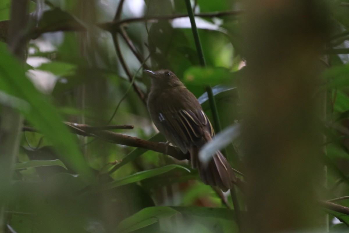 Brownish Twistwing - ML642554824