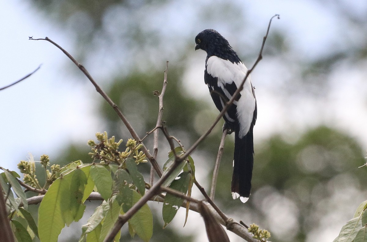Magpie Tanager - ML642554847