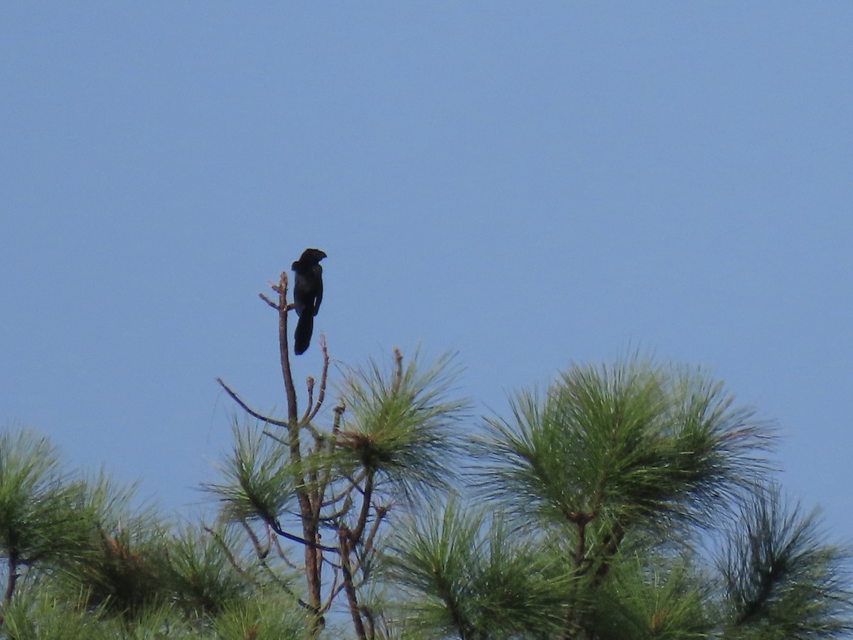 Groove-billed Ani - ML642554855