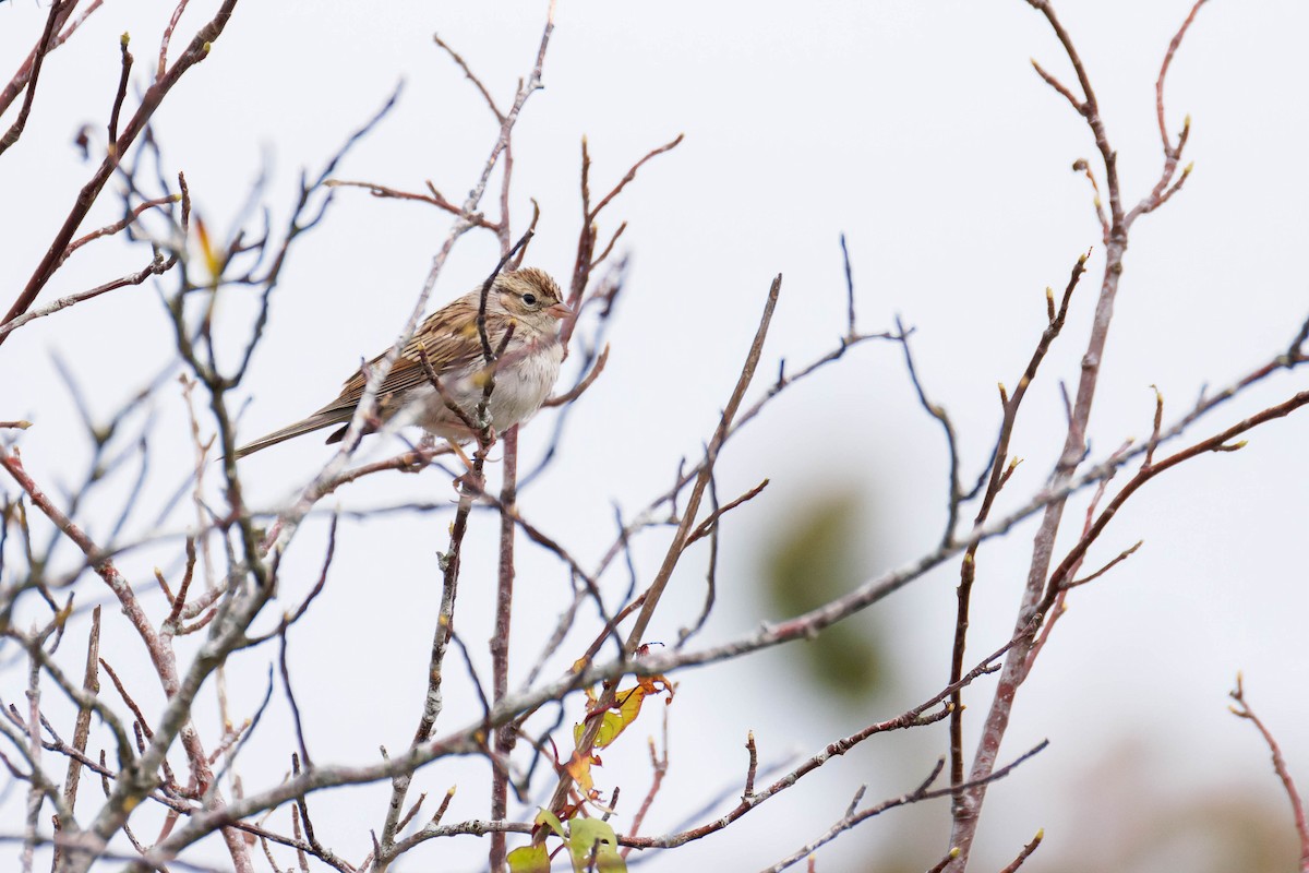 Chipping Sparrow - ML642554915