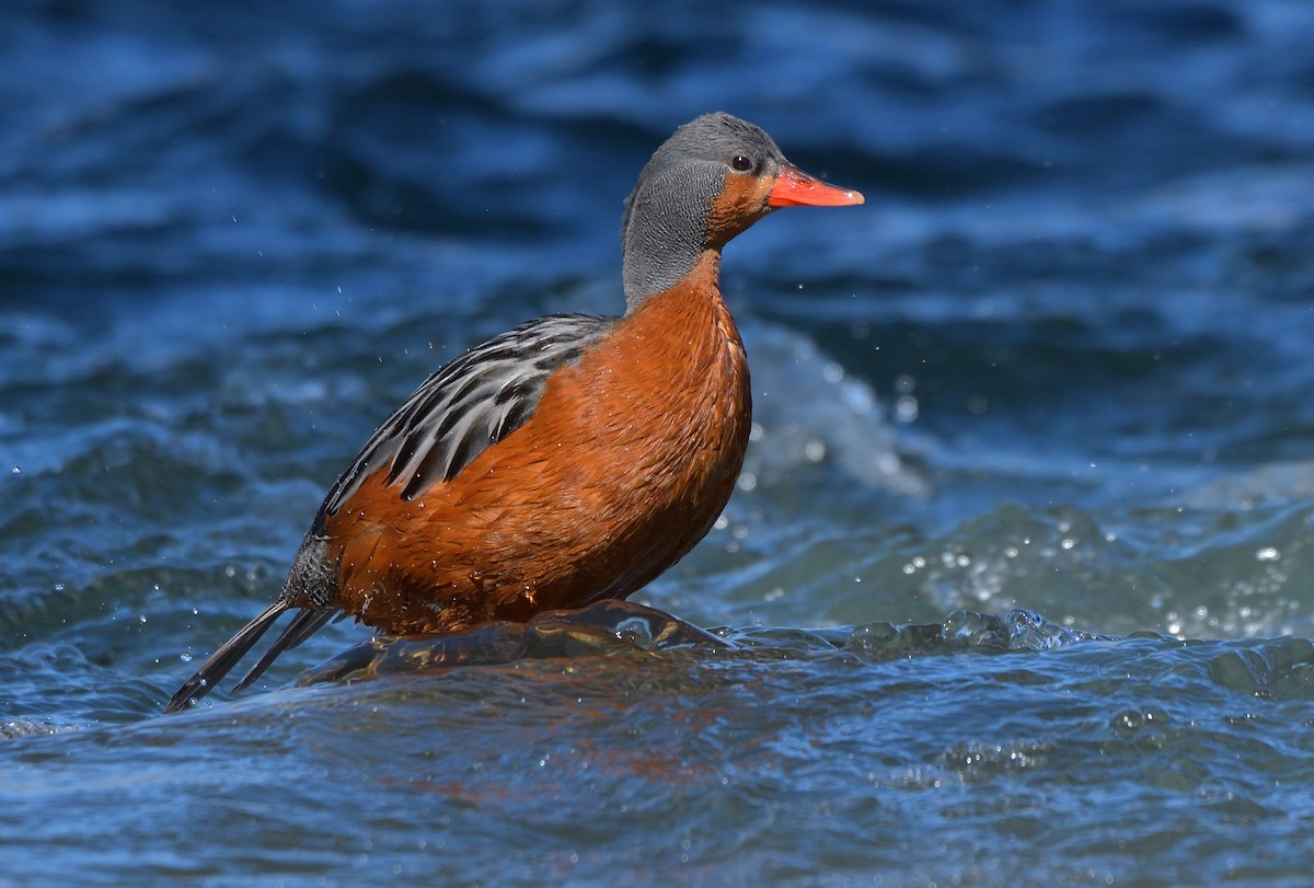 Torrent Duck - ML642554927