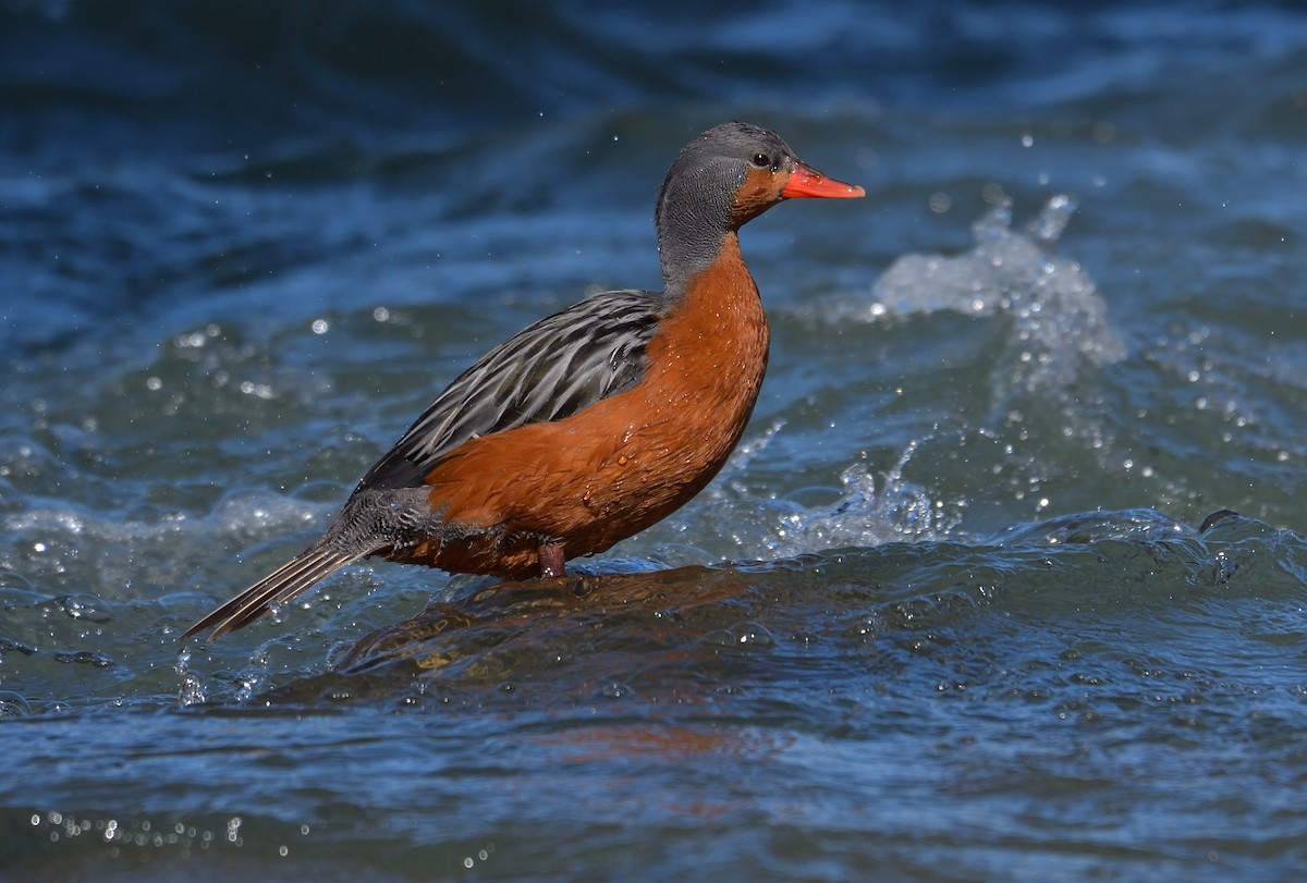 Torrent Duck - ML642554929