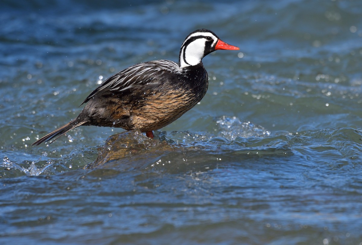 Torrent Duck - ML642554931