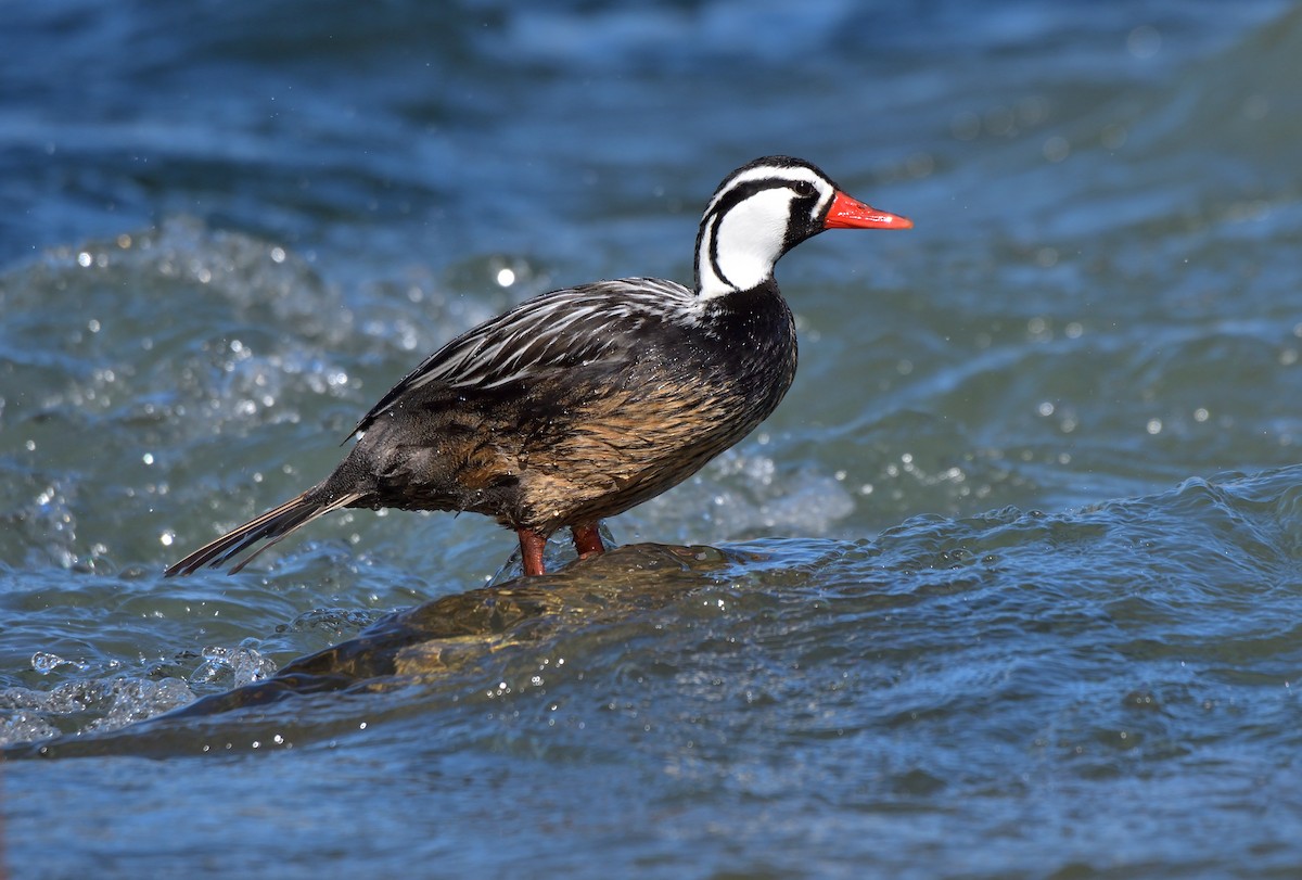 Torrent Duck - ML642554932