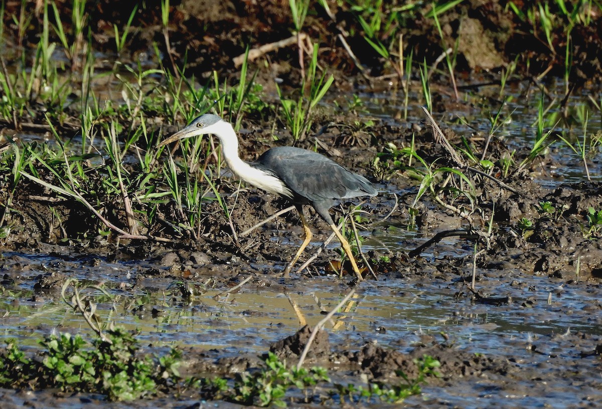 Pied Heron - ML642554938