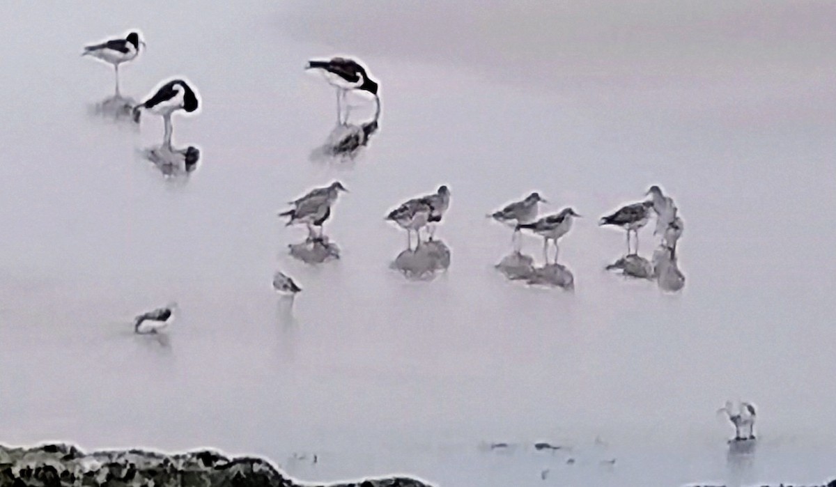 紅腹濱鷸 - ML642554944