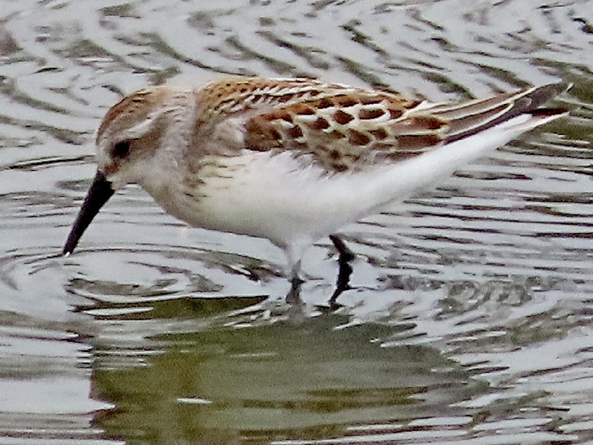 Alaska Kumkuşu - ML642554980