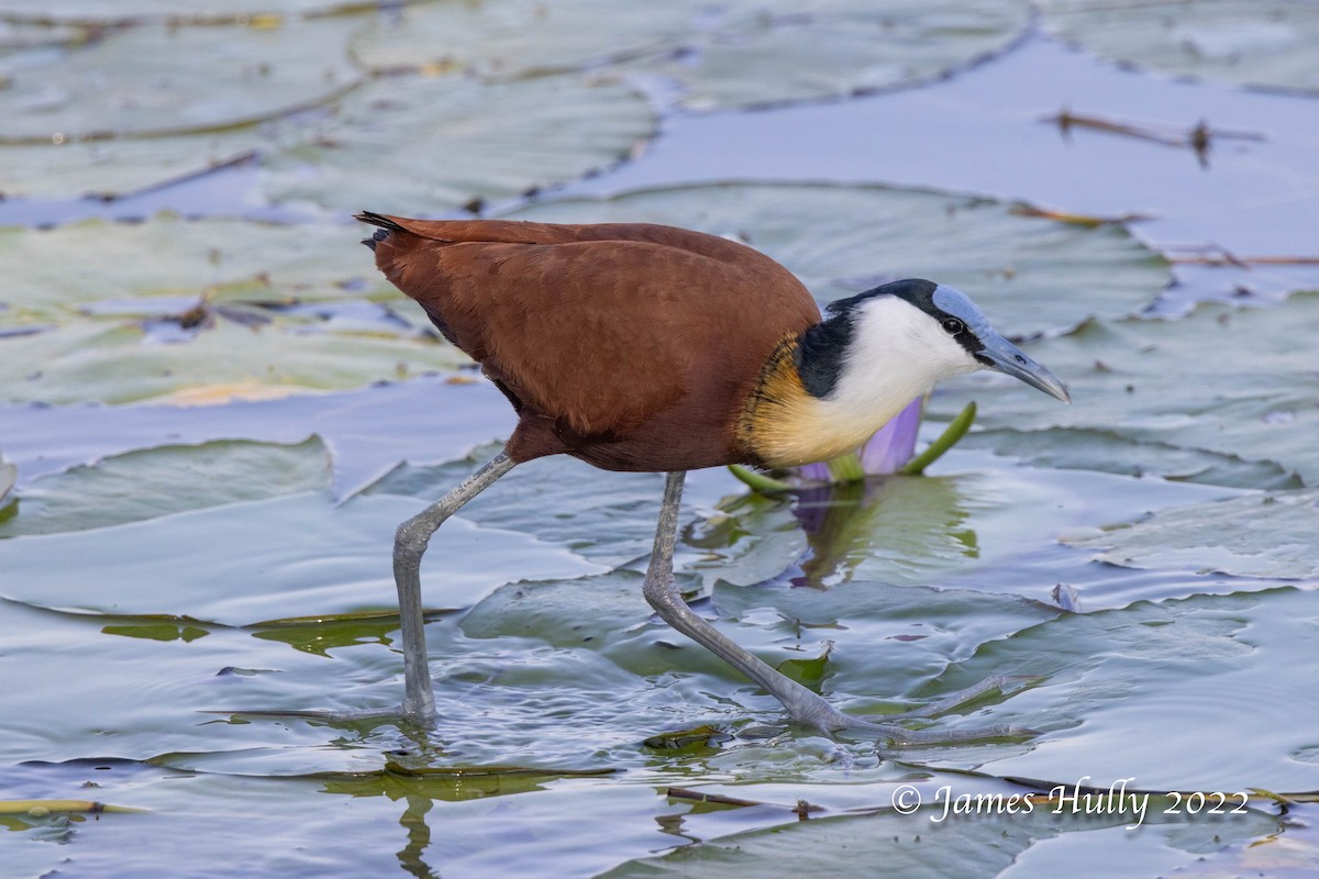 African Jacana - ML642554994