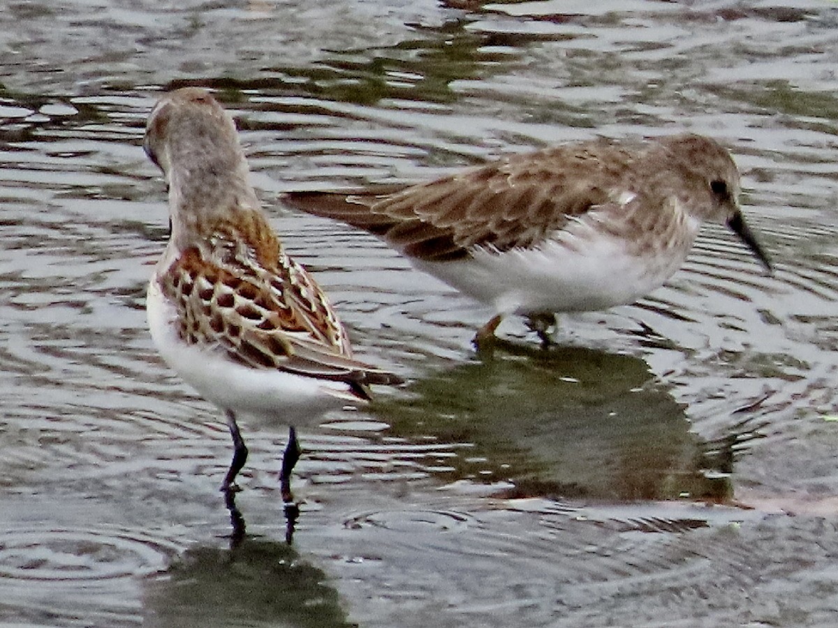 Alaska Kumkuşu - ML642555007