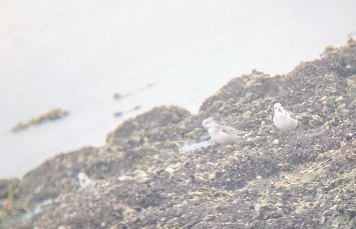 三趾濱鷸 - ML642555026