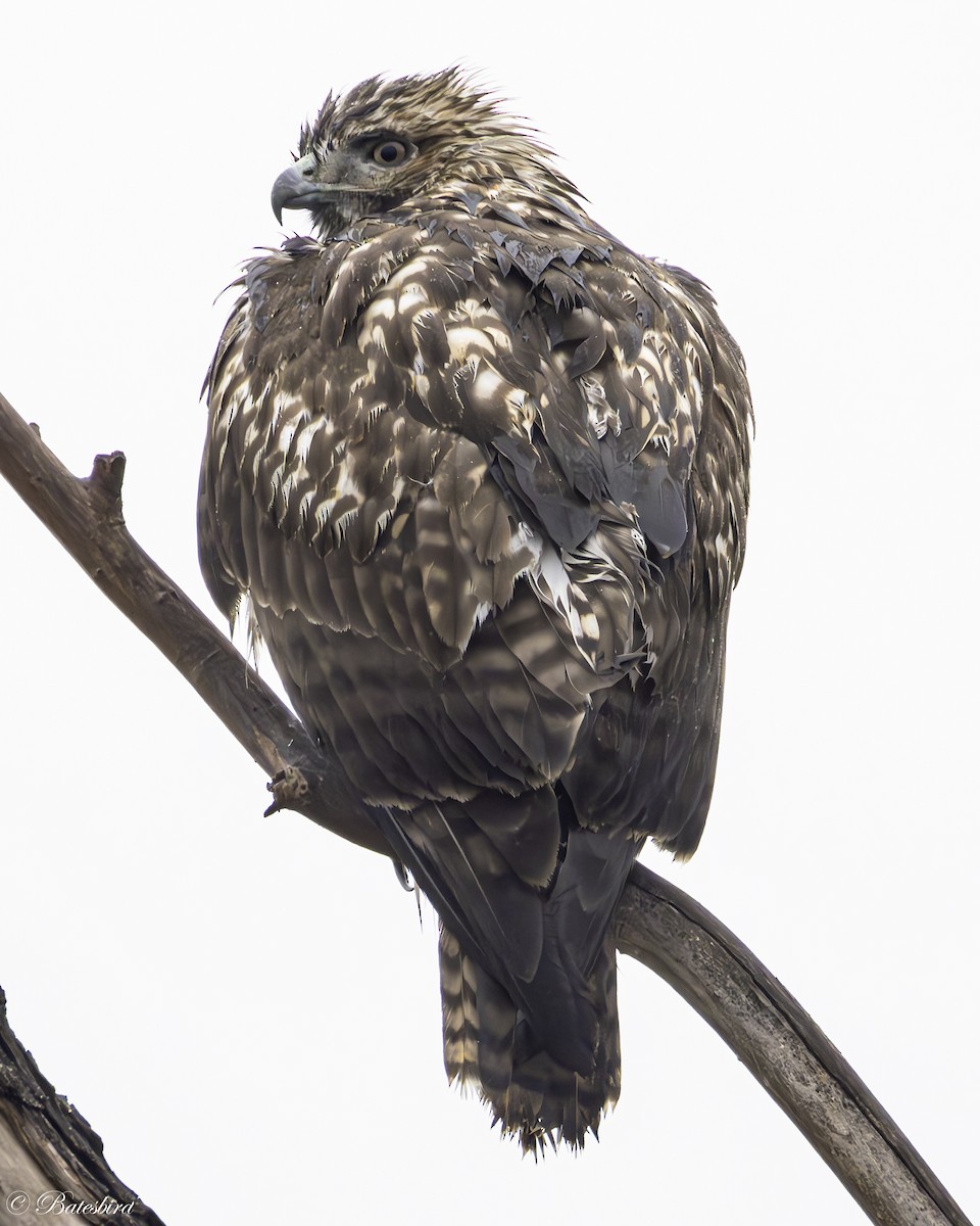 Red-tailed Hawk - ML642555046