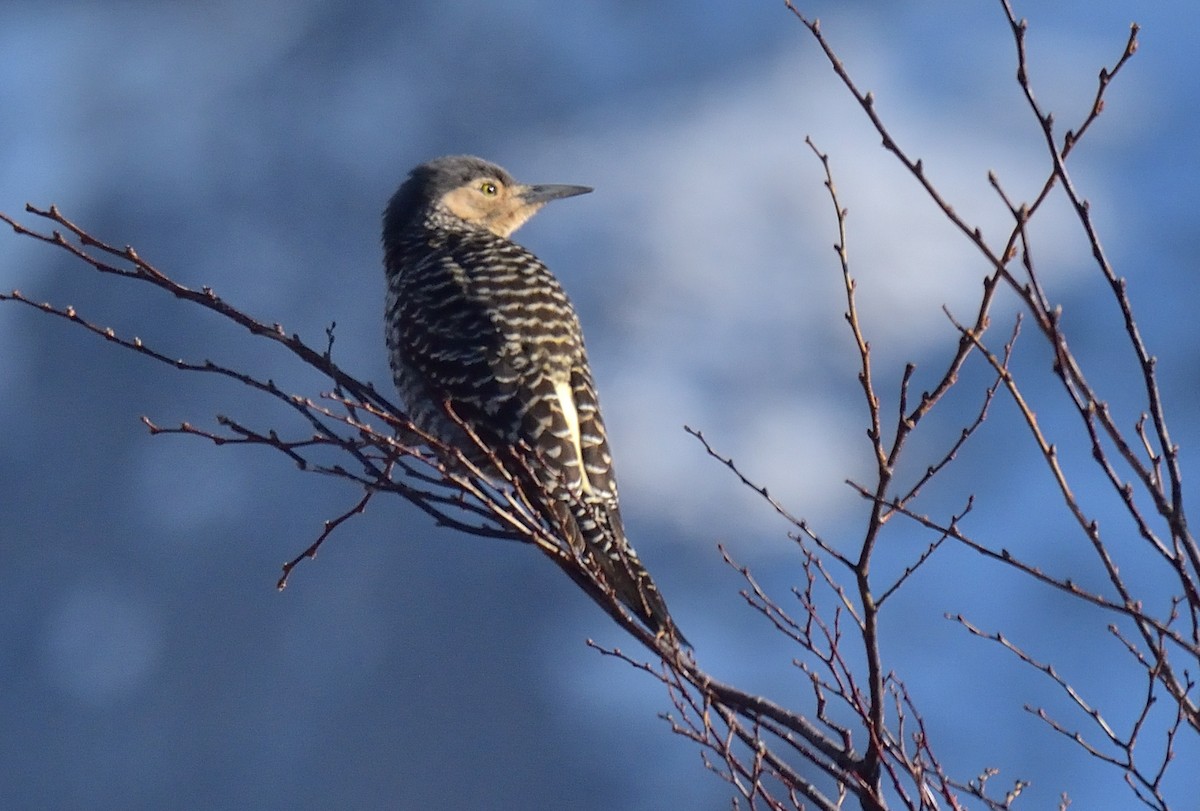 Pic du Chili - ML642555064