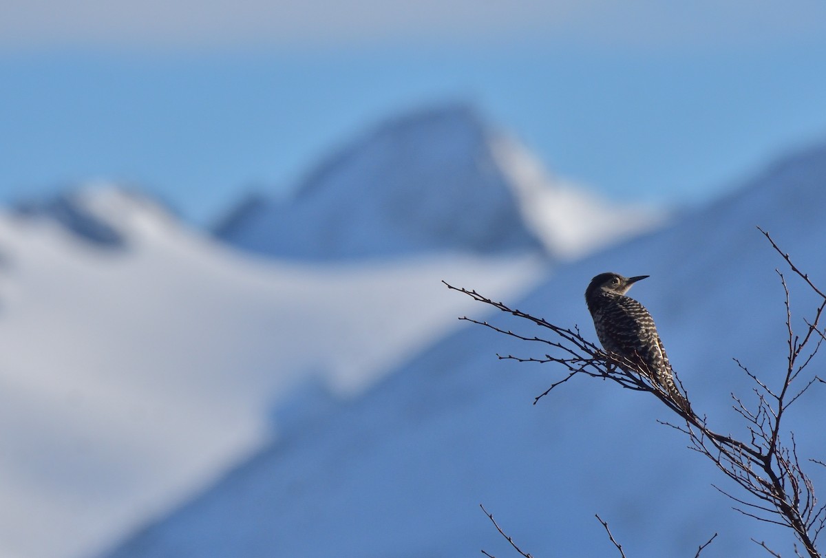 Pic du Chili - ML642555065