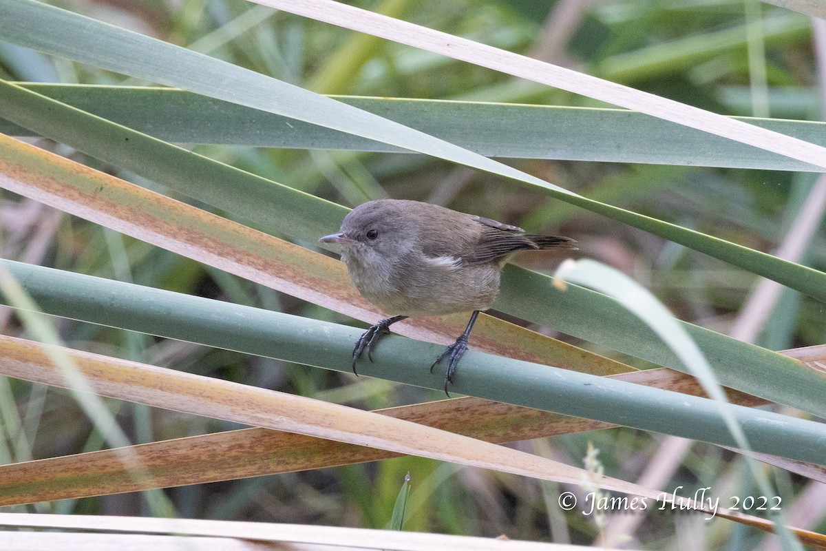 Lesser Swamp Warbler - ML642555066