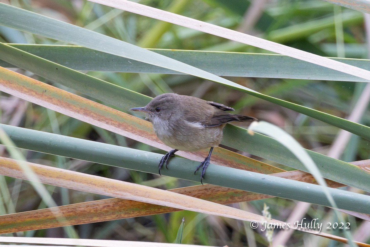 Lesser Swamp Warbler - ML642555067
