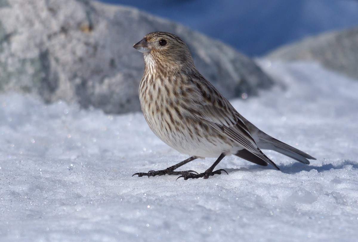 Yellow-bridled Finch - ML642555074