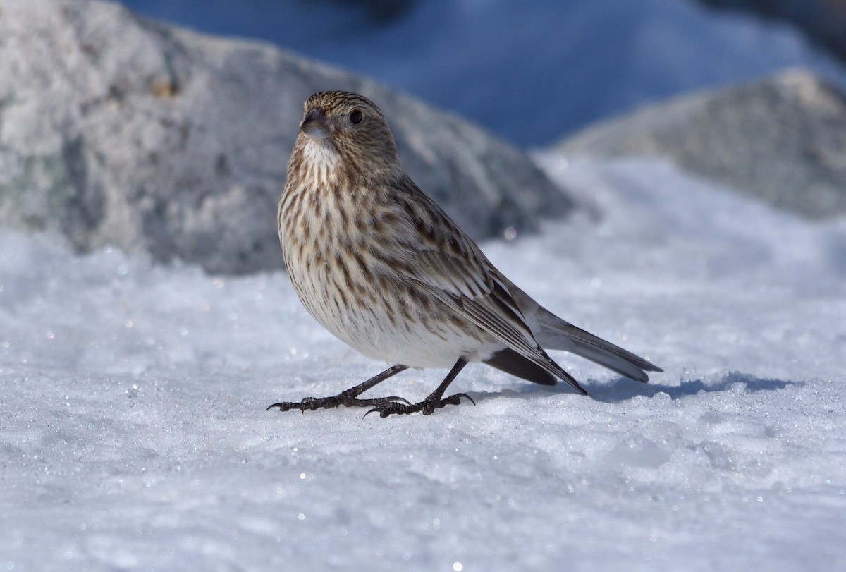 Yellow-bridled Finch - ML642555076