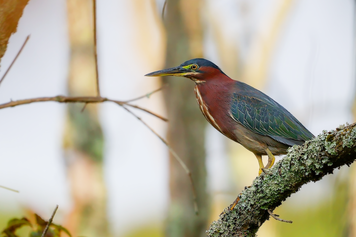 Green Heron - ML642555143