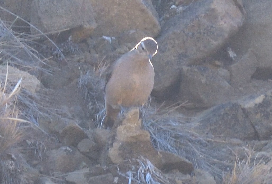 Géositte à ailes rousses - ML642555147
