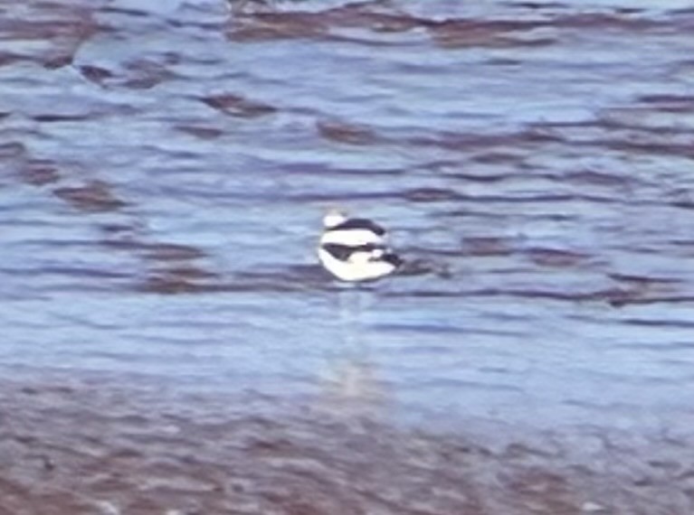 American Avocet - ML642555155