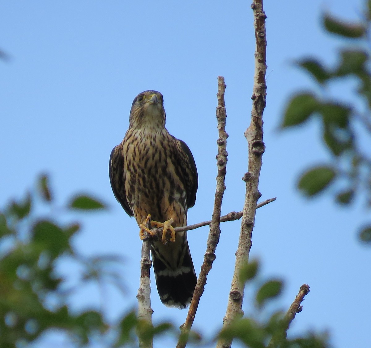 Merlin - ML642555186